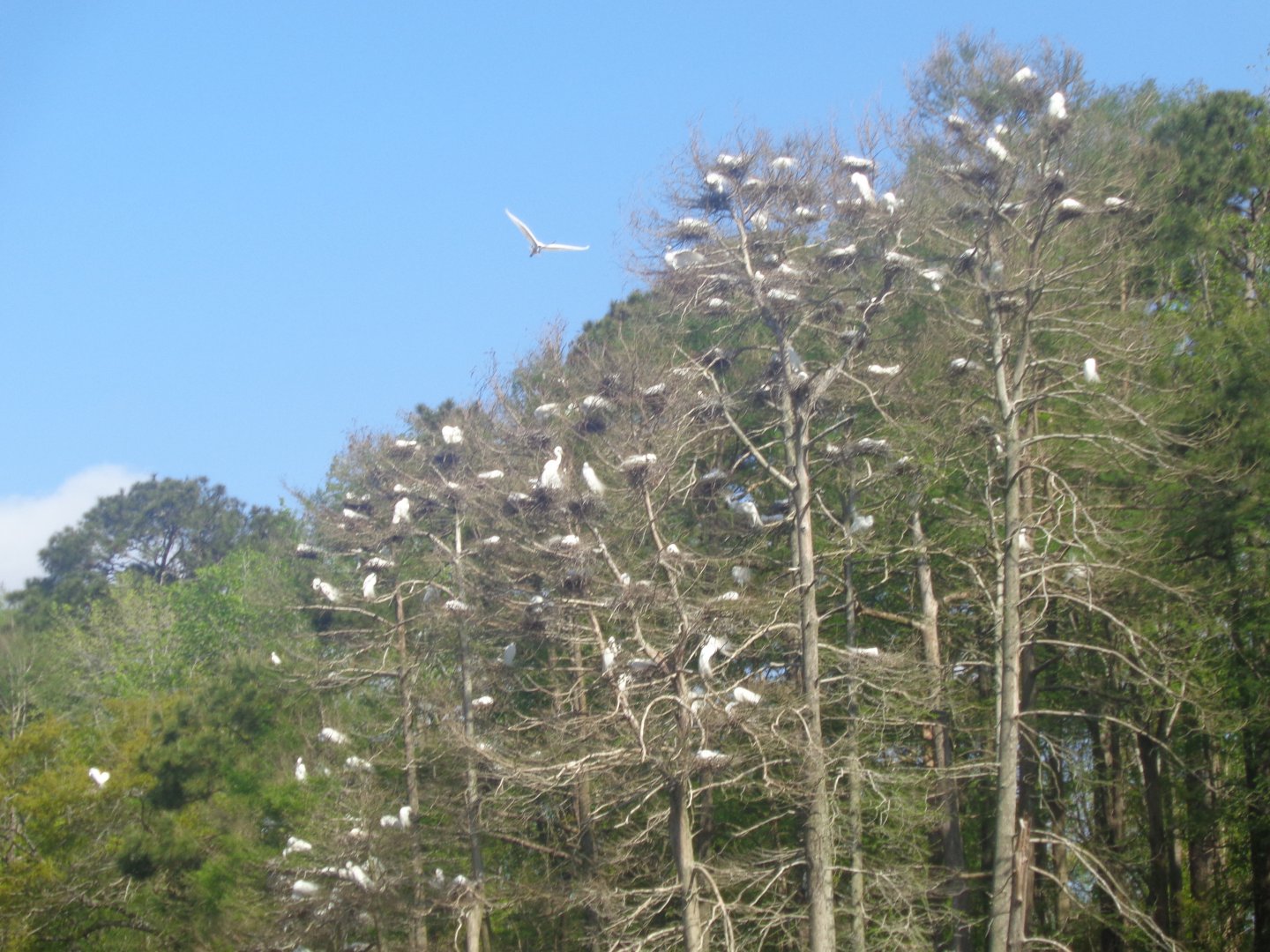 Egret rookery