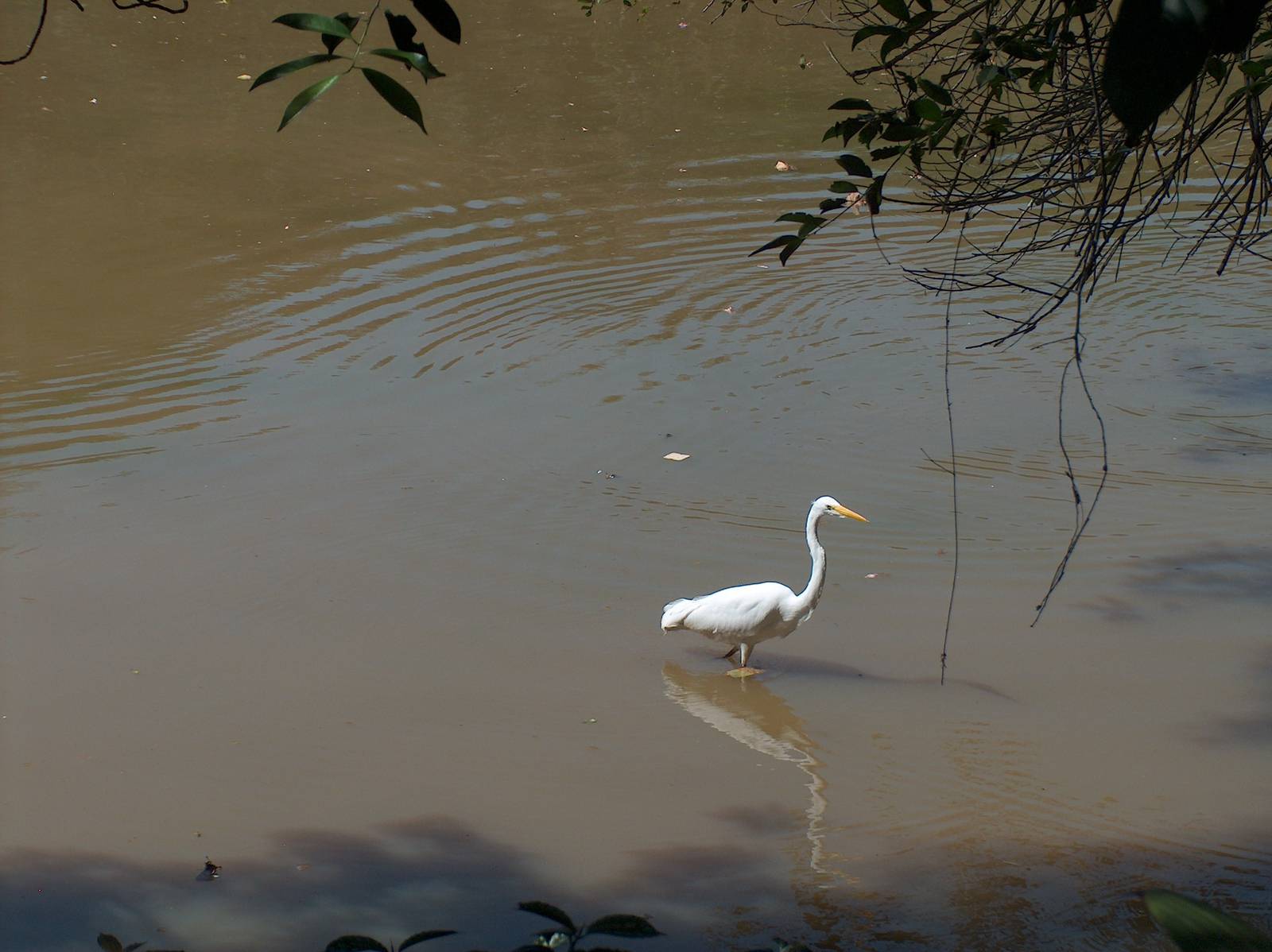egret sao paulo zoo