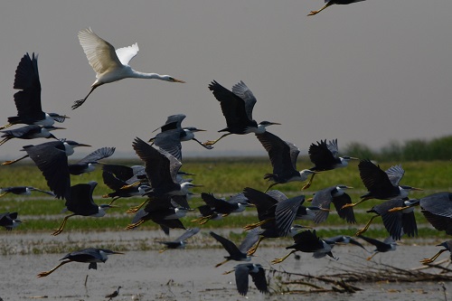 Egret with pied herons.