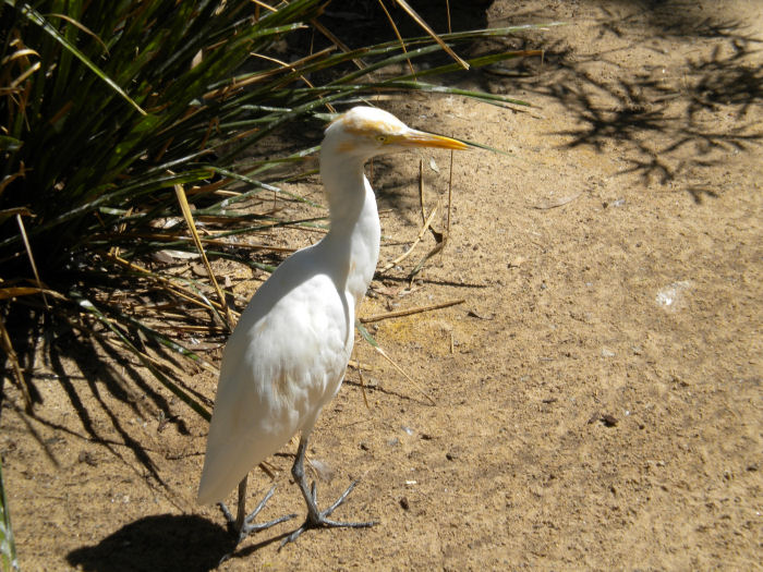 Egret