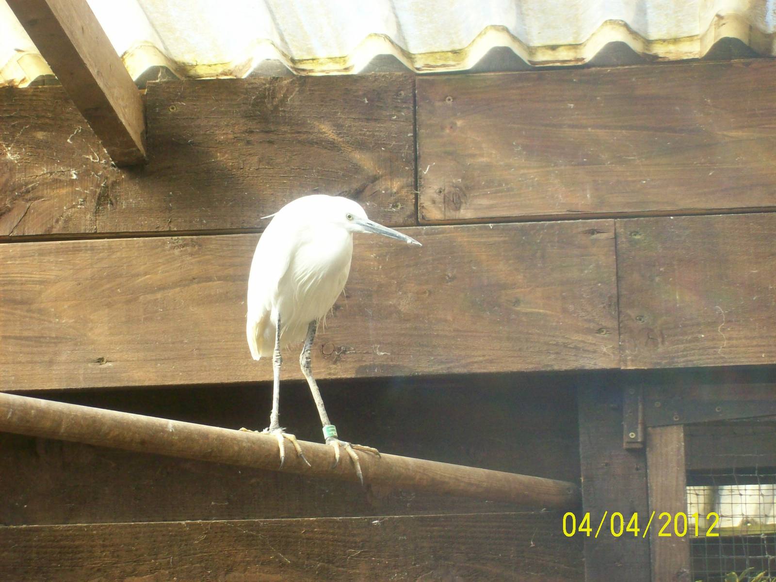 egret