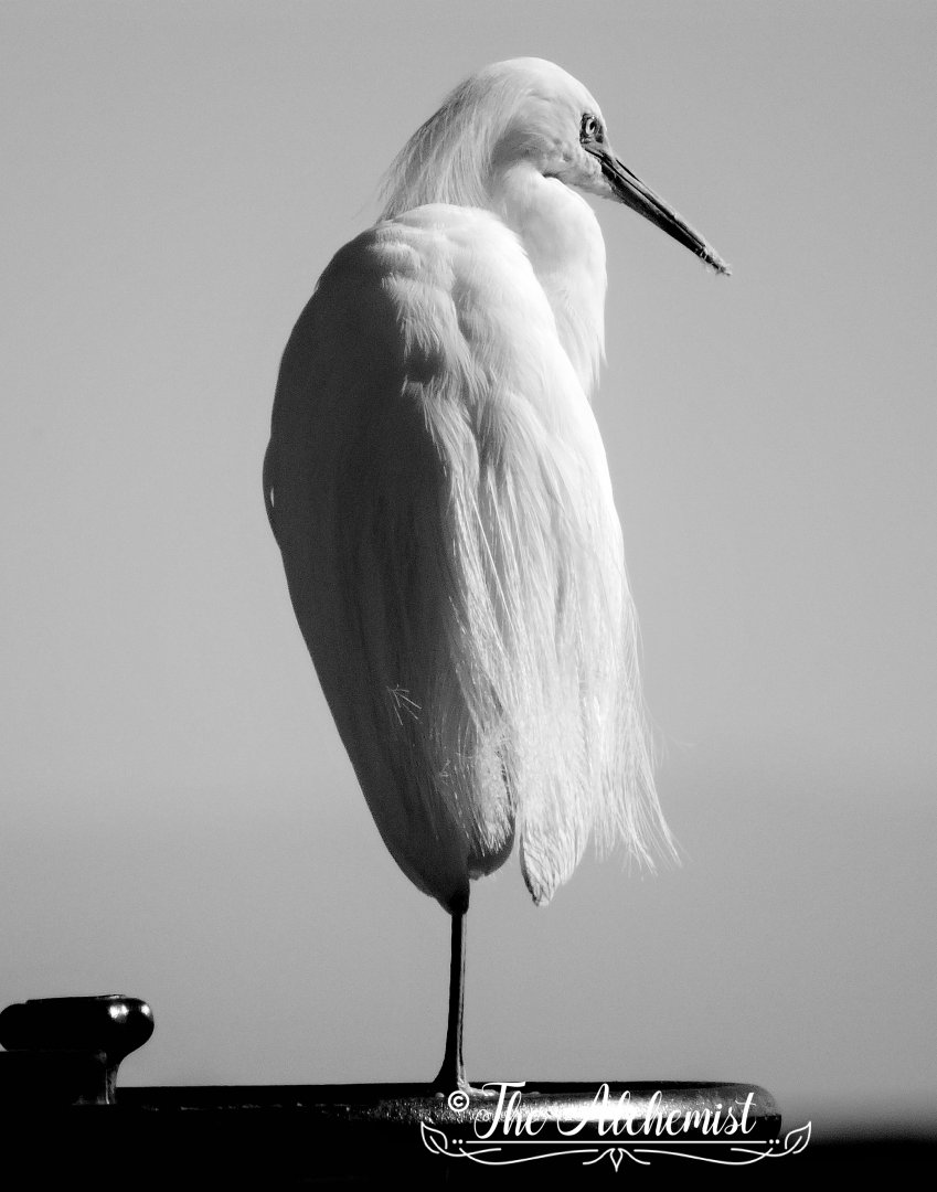 Egret