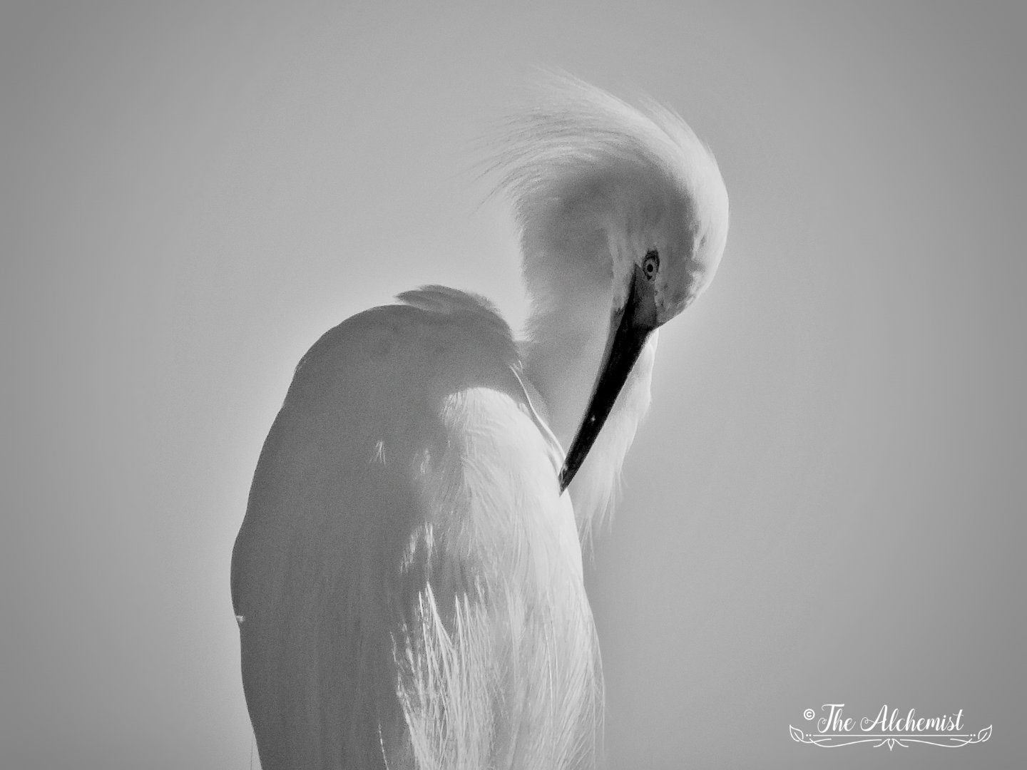 Egret