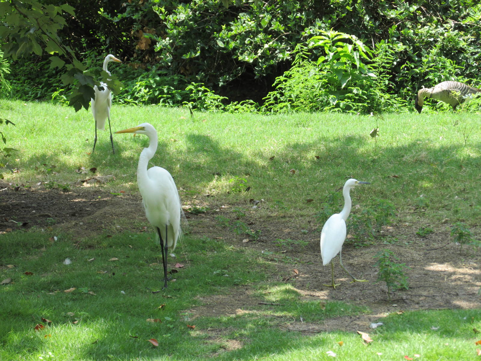 egrets and nene houston zoo