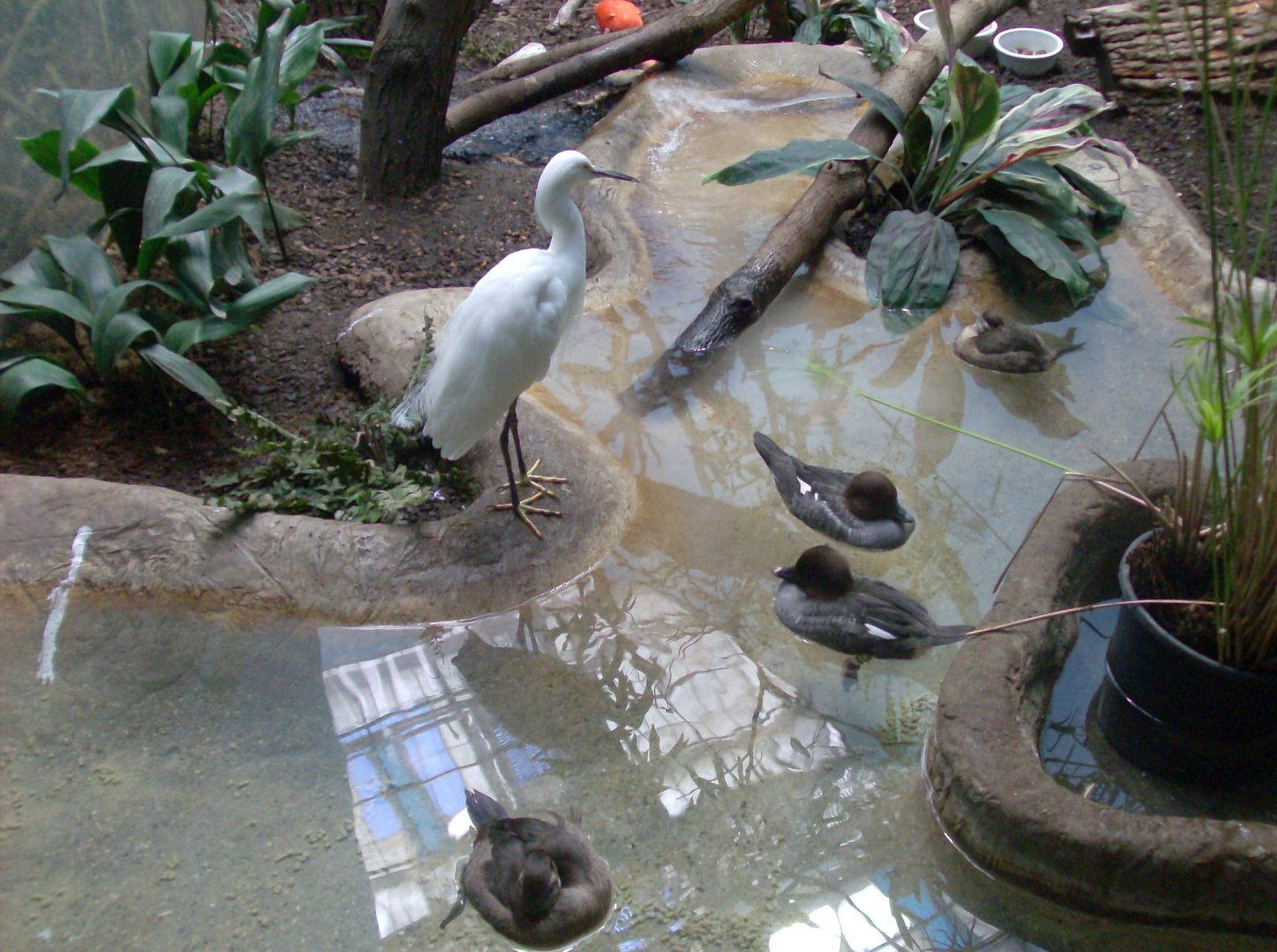 Egrets and tiny ducks