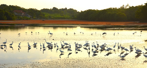 Egrets at sunset
