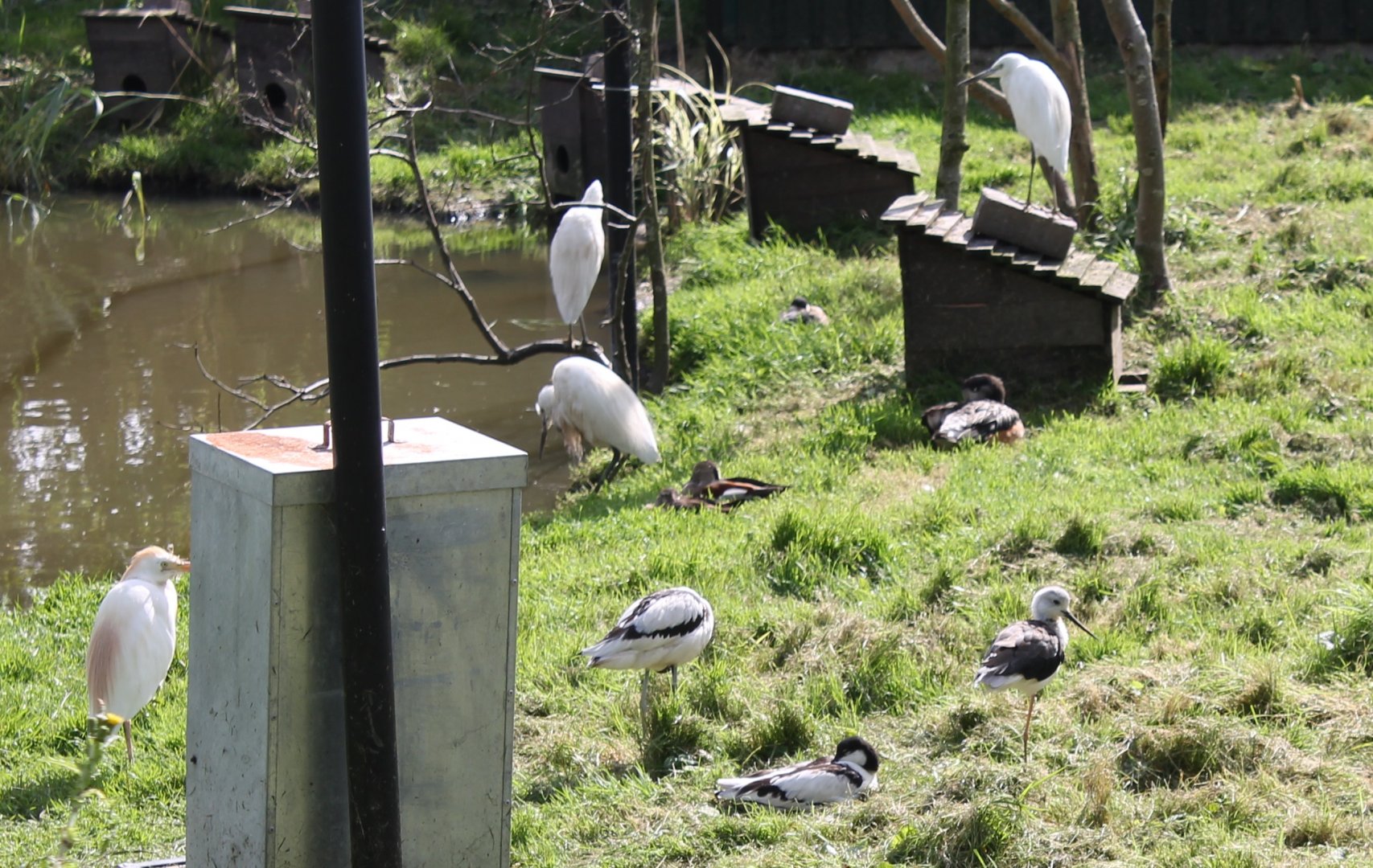 Egrets, Ducks and Waders