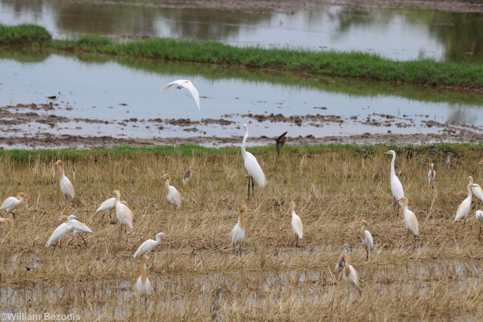 Egrets etc. - Rice Fields Near Petchaburi