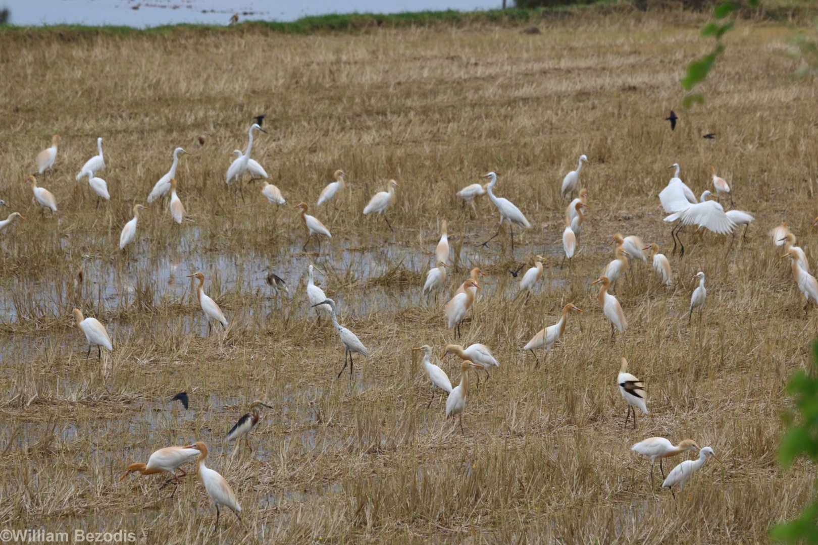 Egrets etc. - Rice Fields Near Petchaburi
