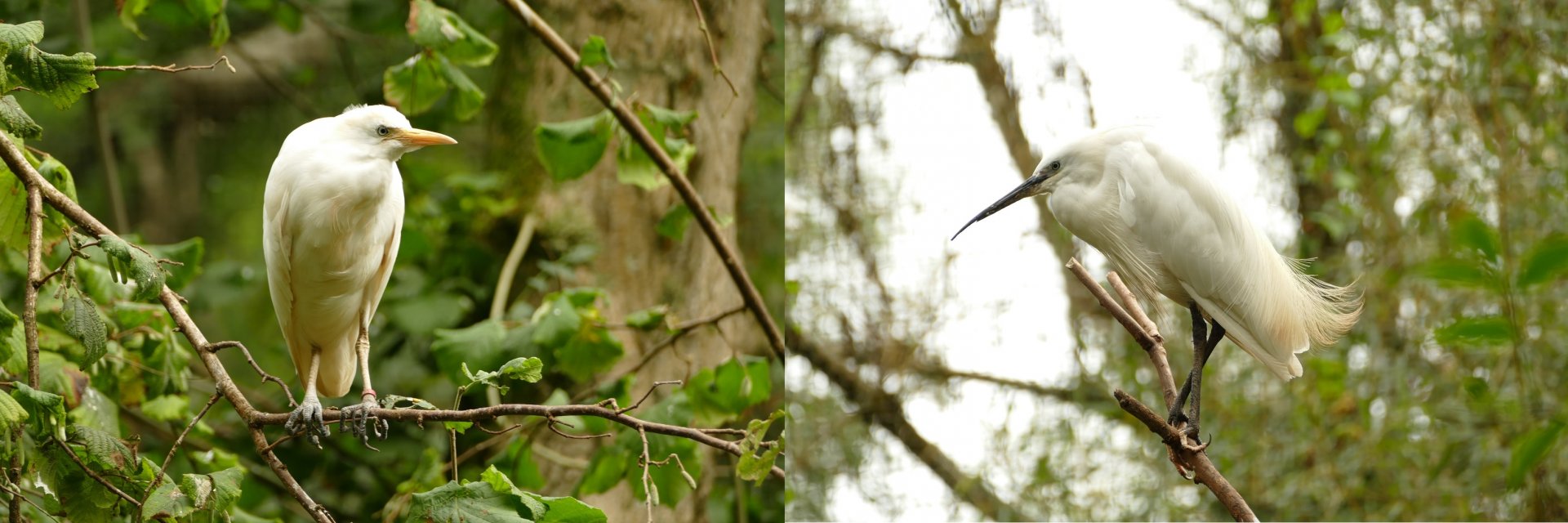 Egrets in the Brookside Aviary, September 2021