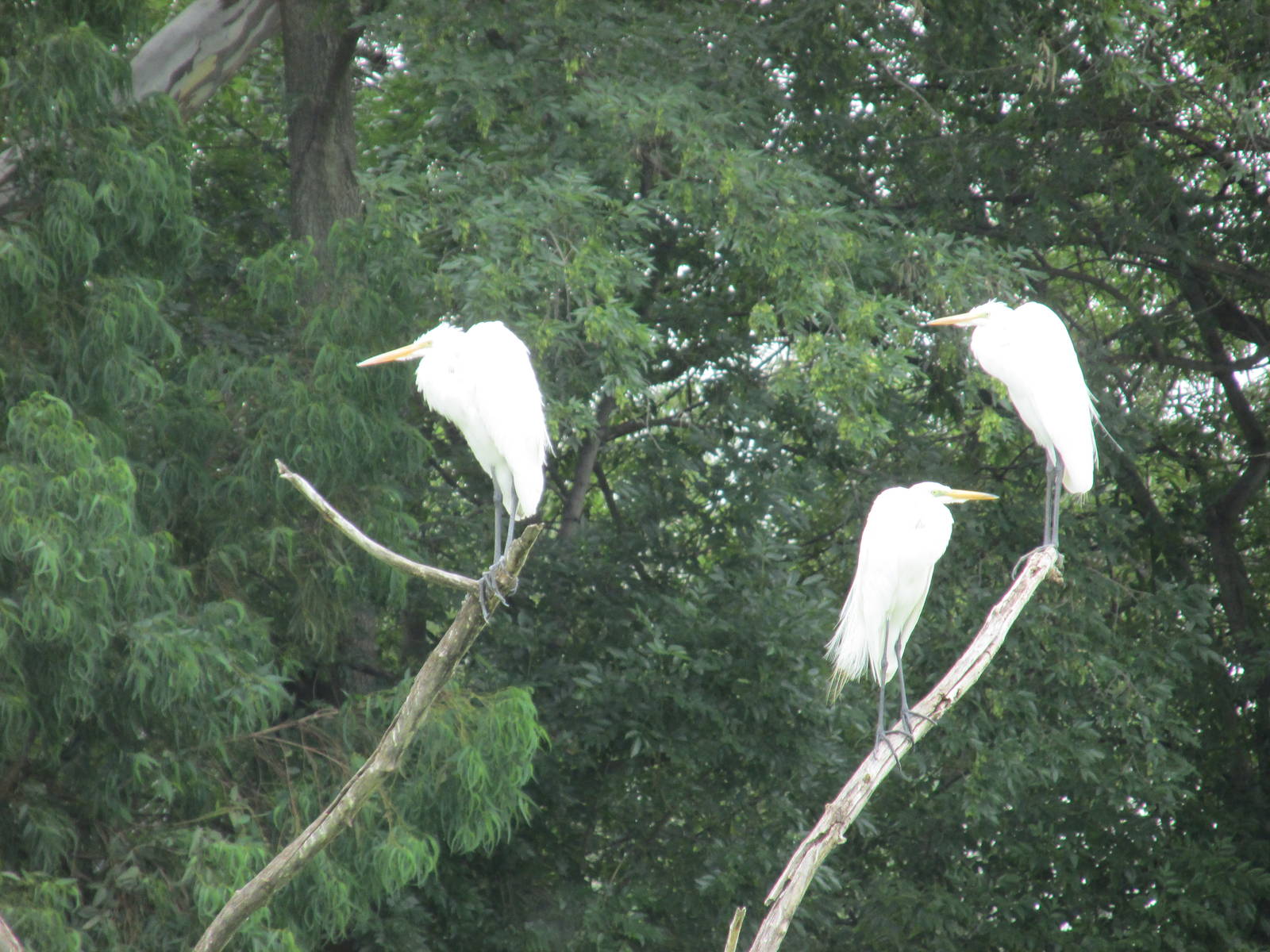 egrets zoologico del altiplano