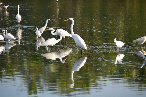 Egrets
