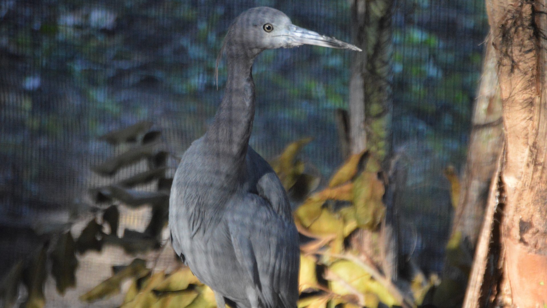Egretta caerulea