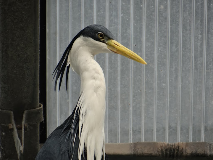 Egretta picata