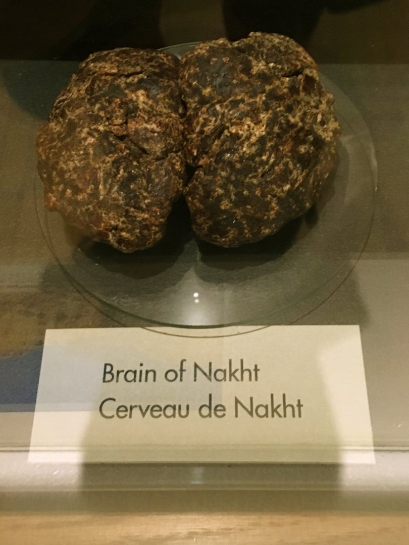 Egypt: Brain of Nakht