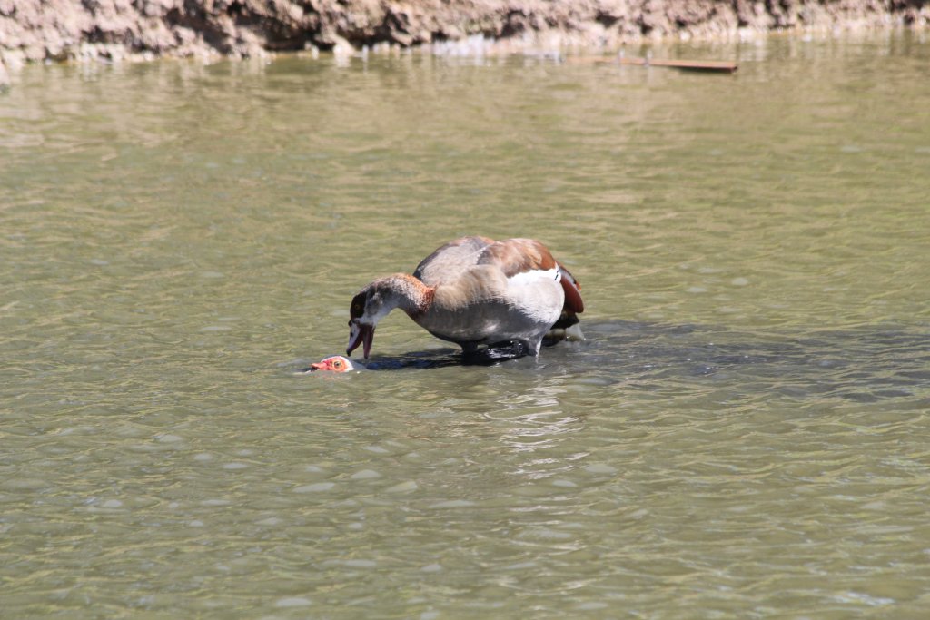 Egyptain Goose mating