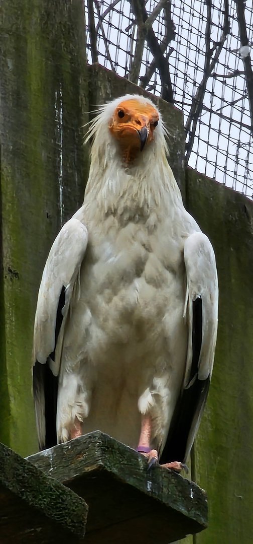 Egyptain vulture