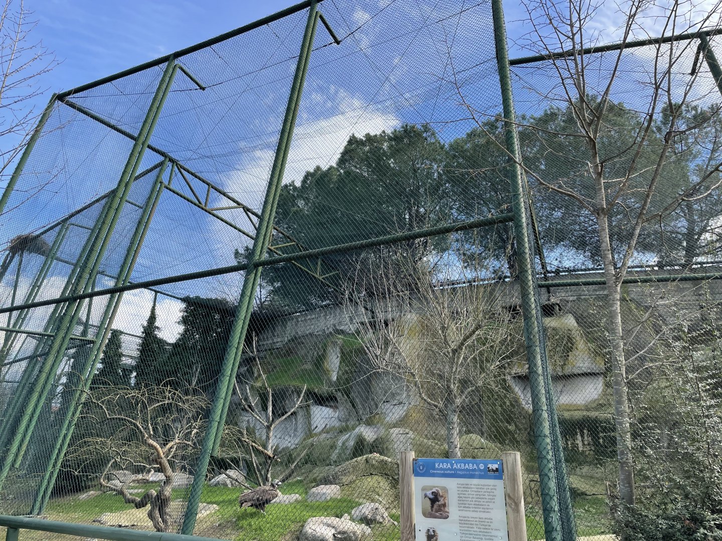 Egyptian and eurasian black vulture aviary