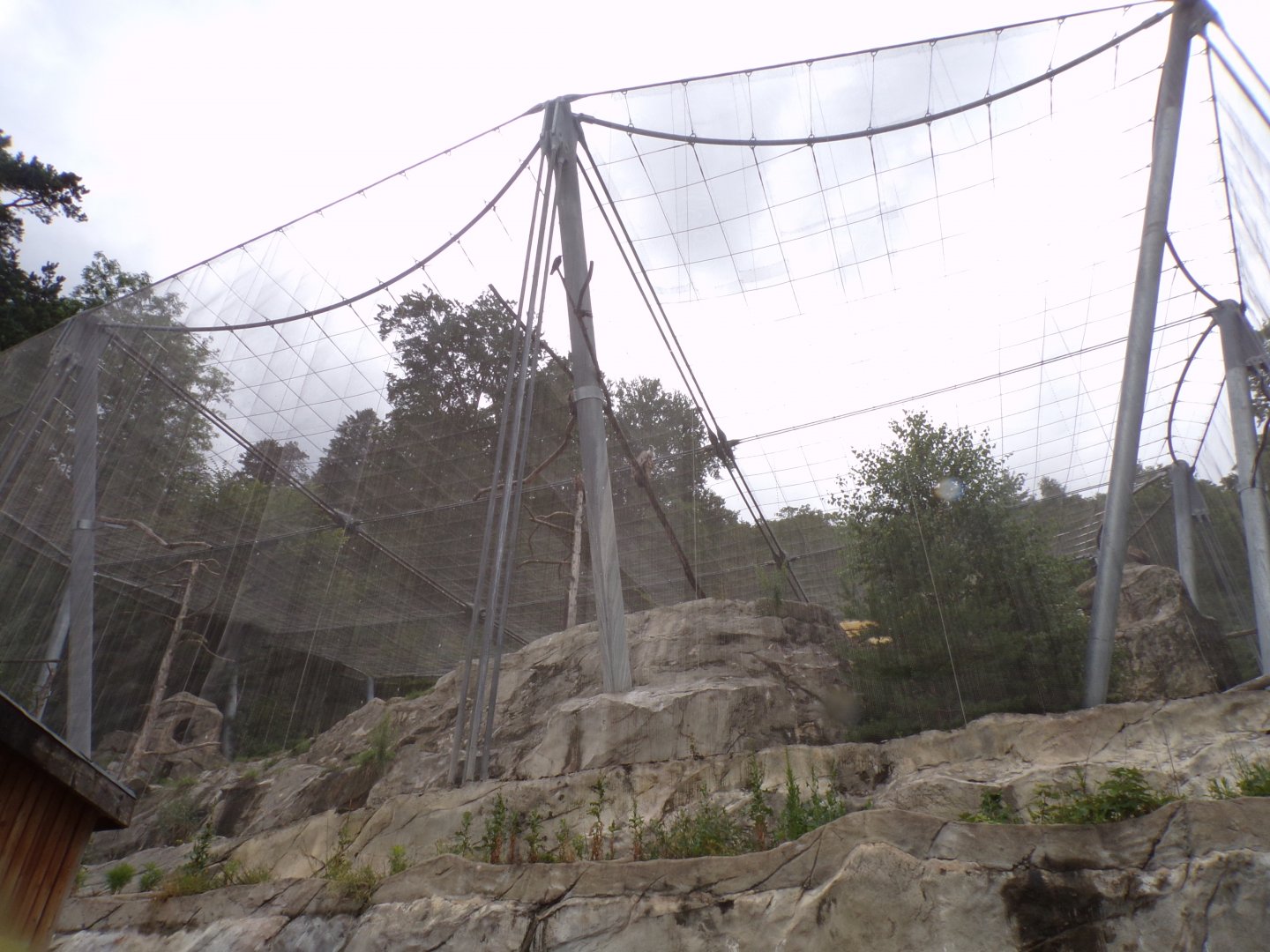 Egyptian and griffon vulture and Chough walkthrough aviary 9.7.25