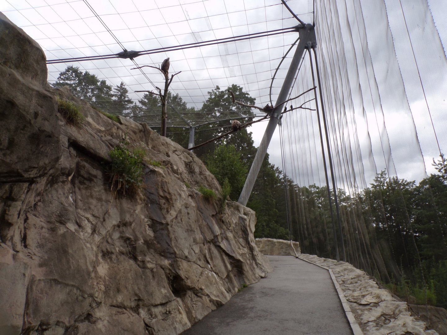 Egyptian and griffon vulture and Chough walkthrough aviary 9.7.25