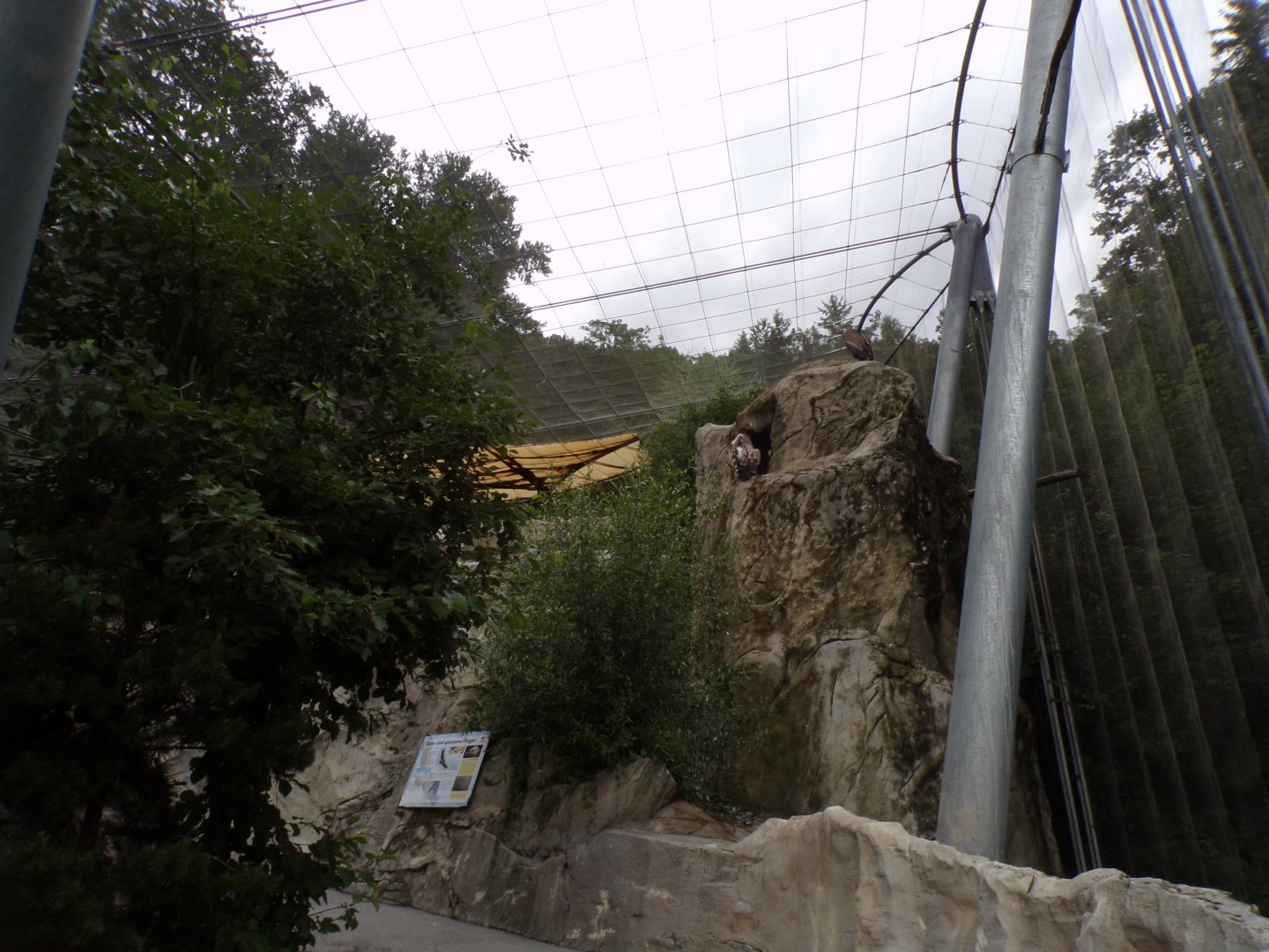Egyptian and griffon vulture and Chough walkthrough aviary 9.7.25