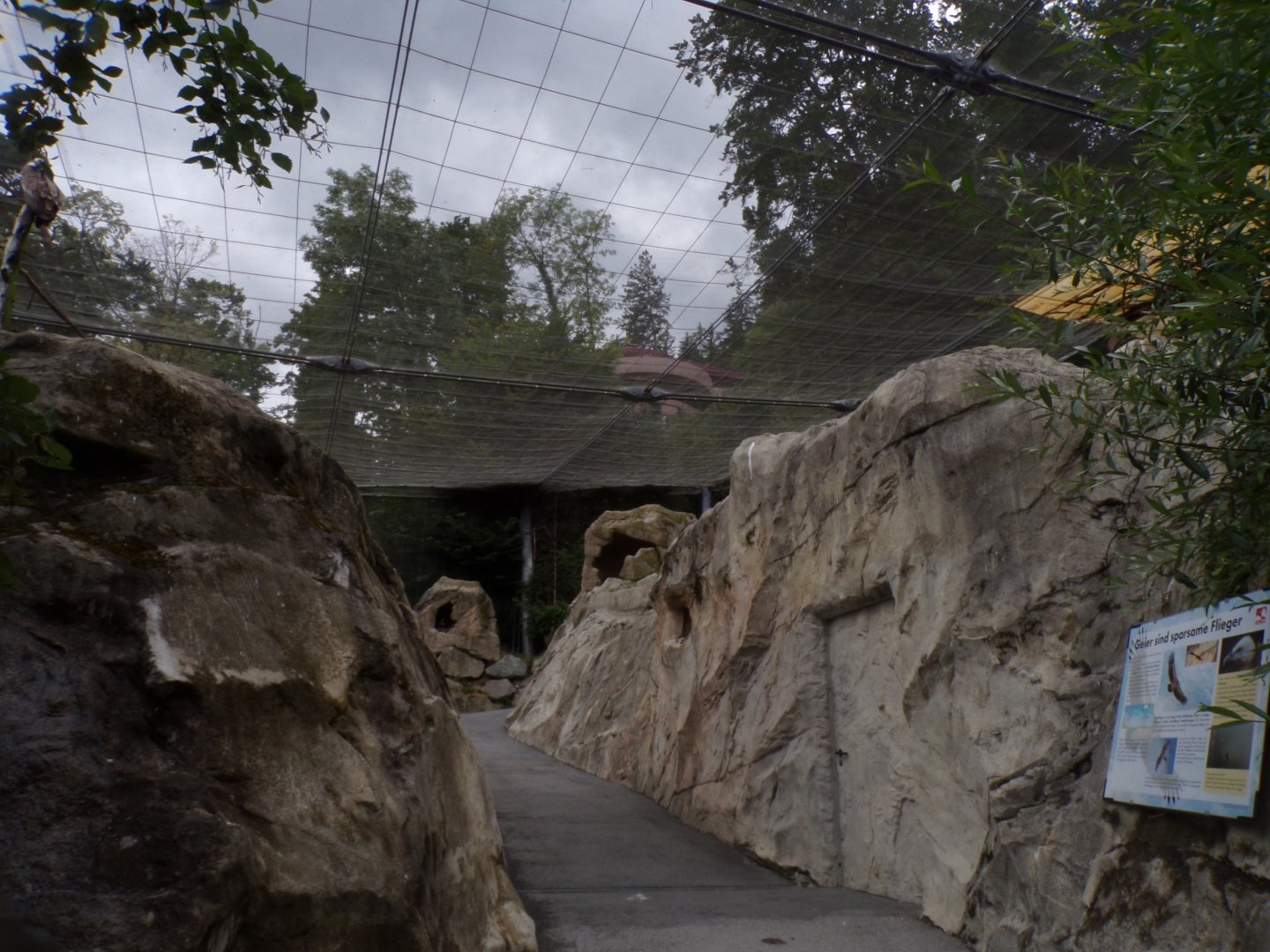 Egyptian and griffon vulture and Chough walkthrough aviary 9.7.25