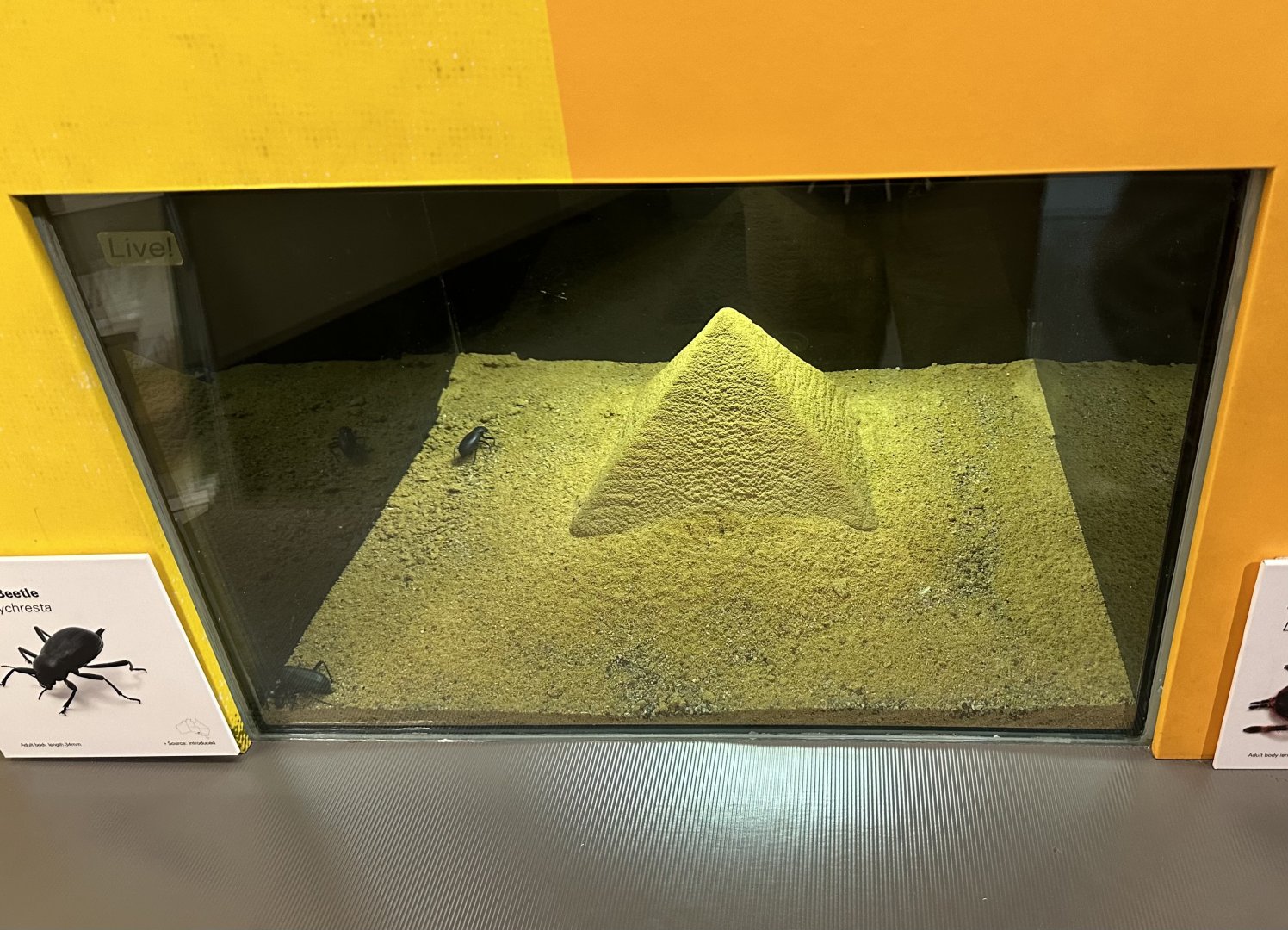 Egyptian Beetle Exhibit