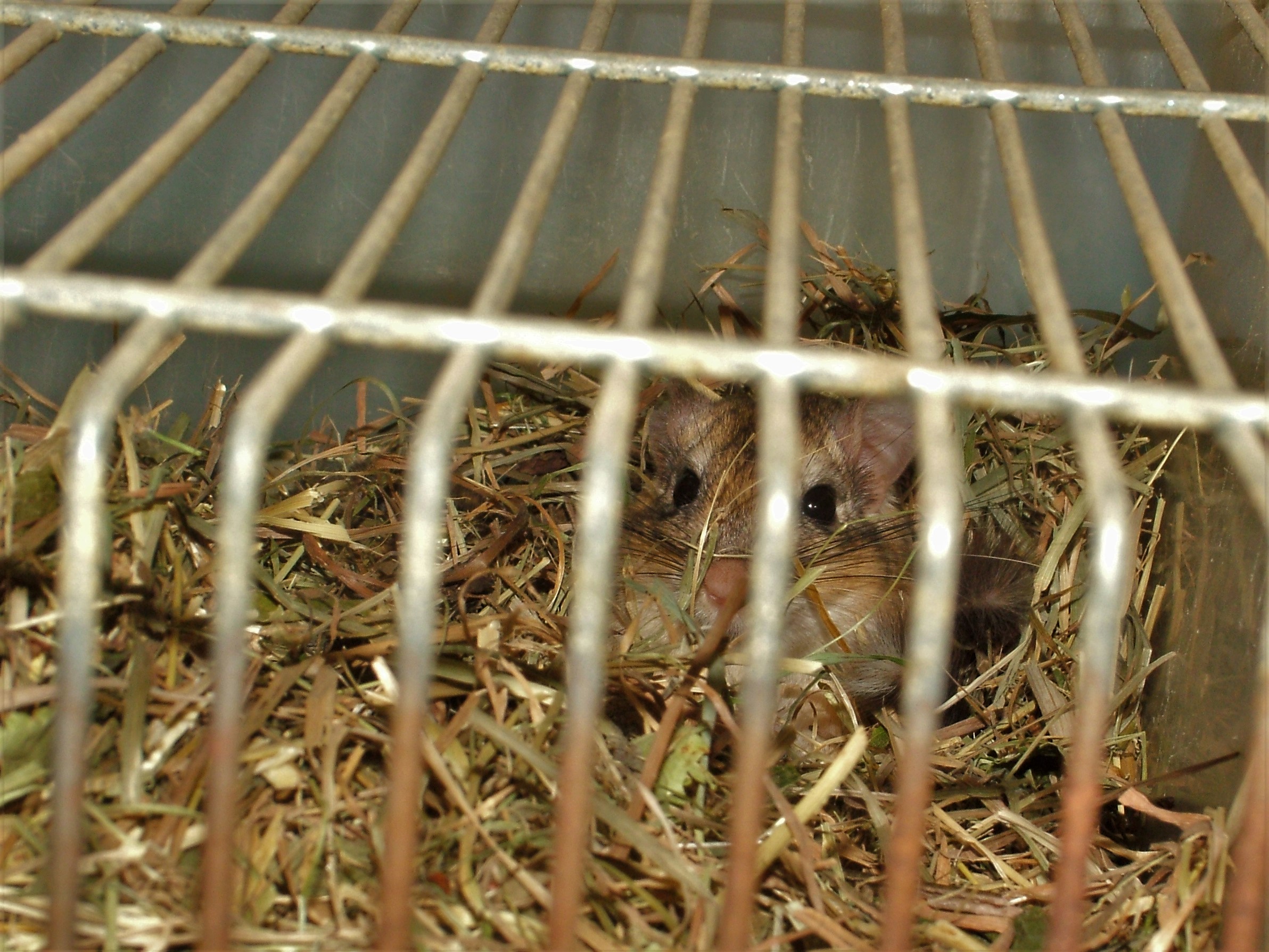 Egyptian Bushy-tailed Jird at Pilsen, 01/09/12