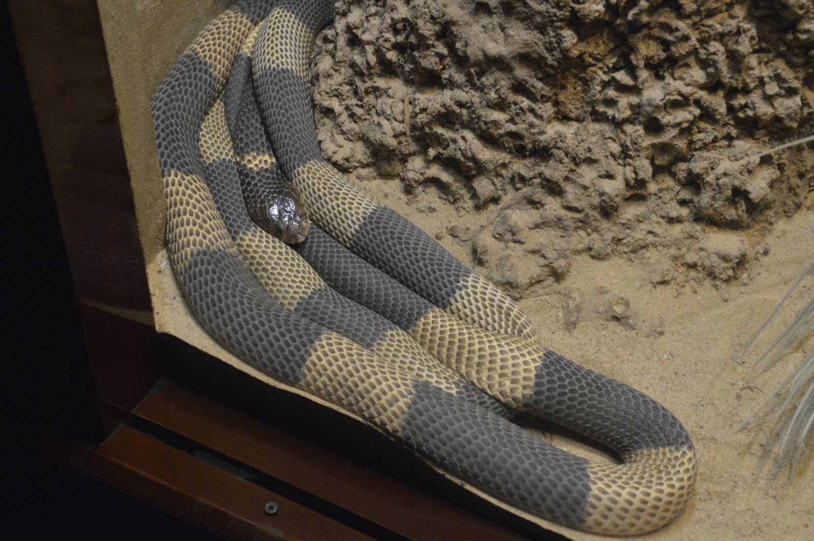 Egyptian Cobra 031215