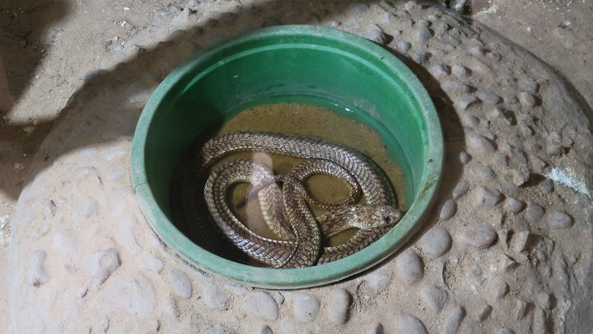 Egyptian cobra (in a bucket) - Dec 2023