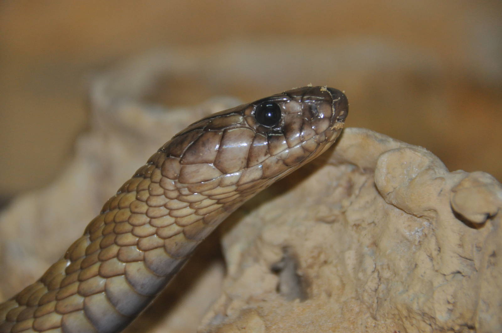 Egyptian cobra/ Naja haje