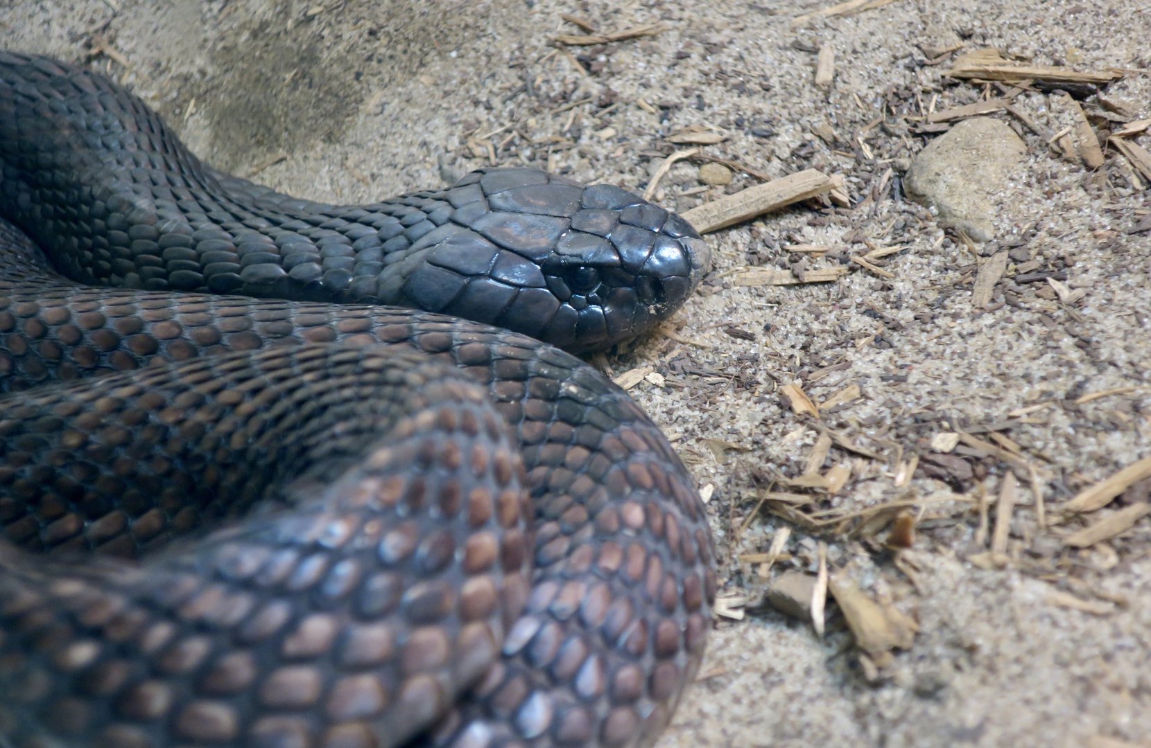 Egyptian Cobra (Naja haje)