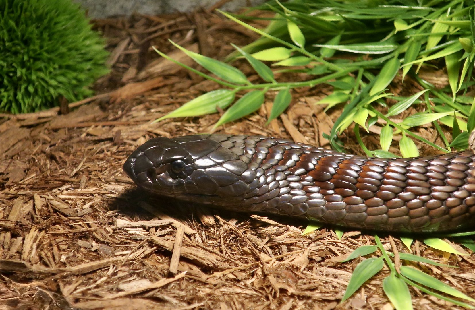 Egyptian Cobra (Naja haje)
