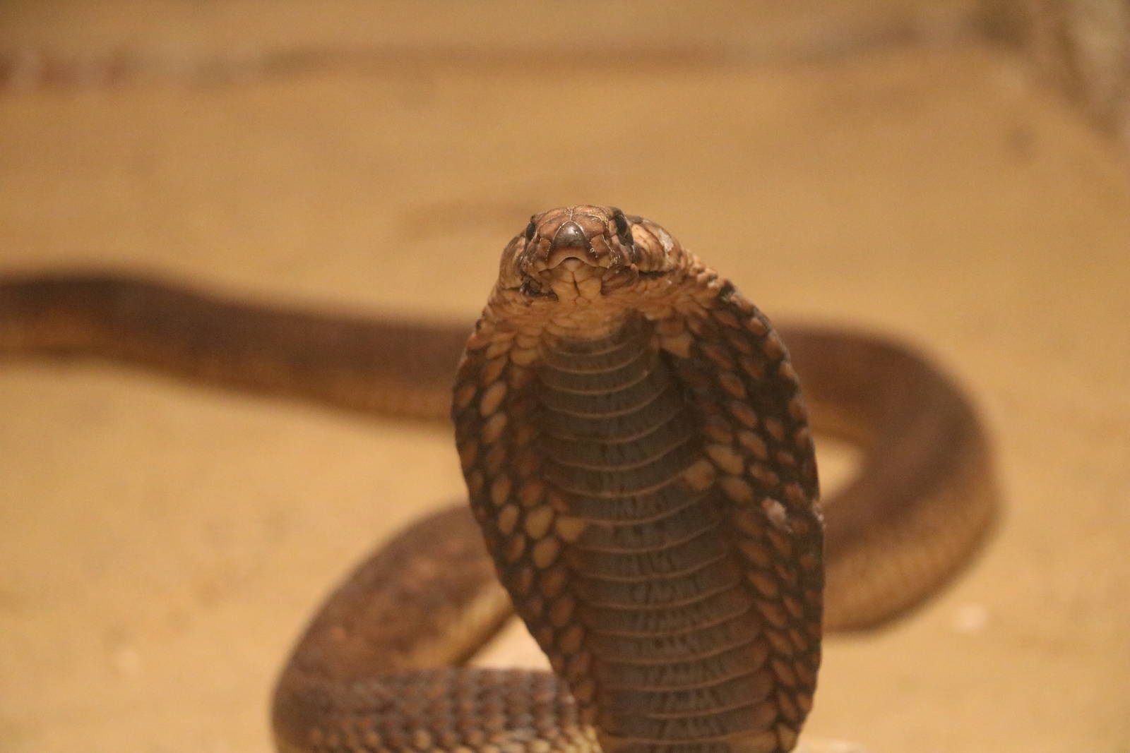 Egyptian cobra, October 2015
