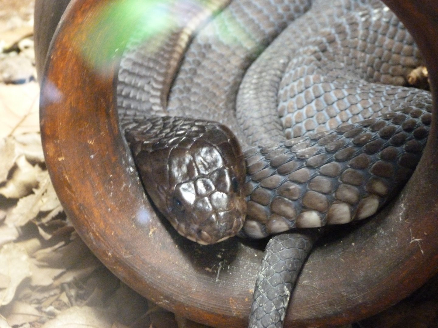 Egyptian cobra -Parque de la Naturaleza de Cabárceno (2025)