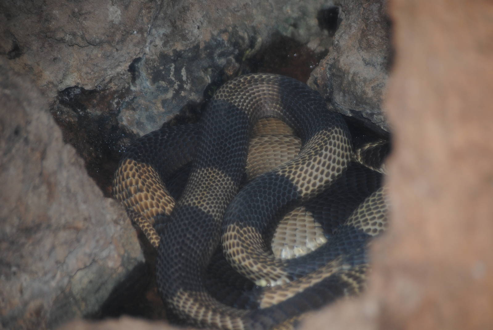 Egyptian Cobra