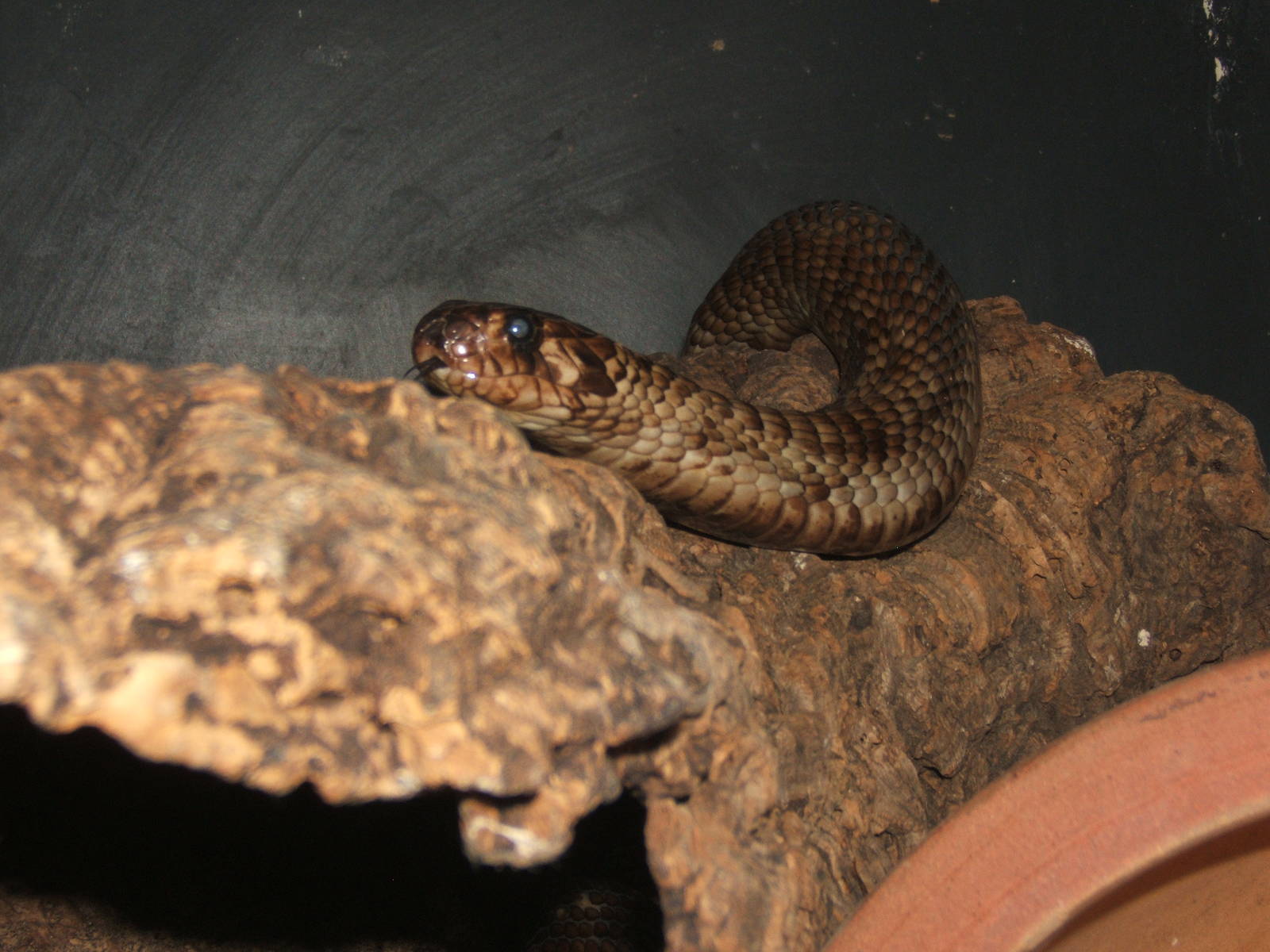 Egyptian Cobra