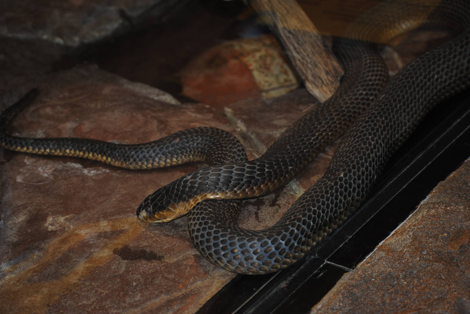 Egyptian Cobra