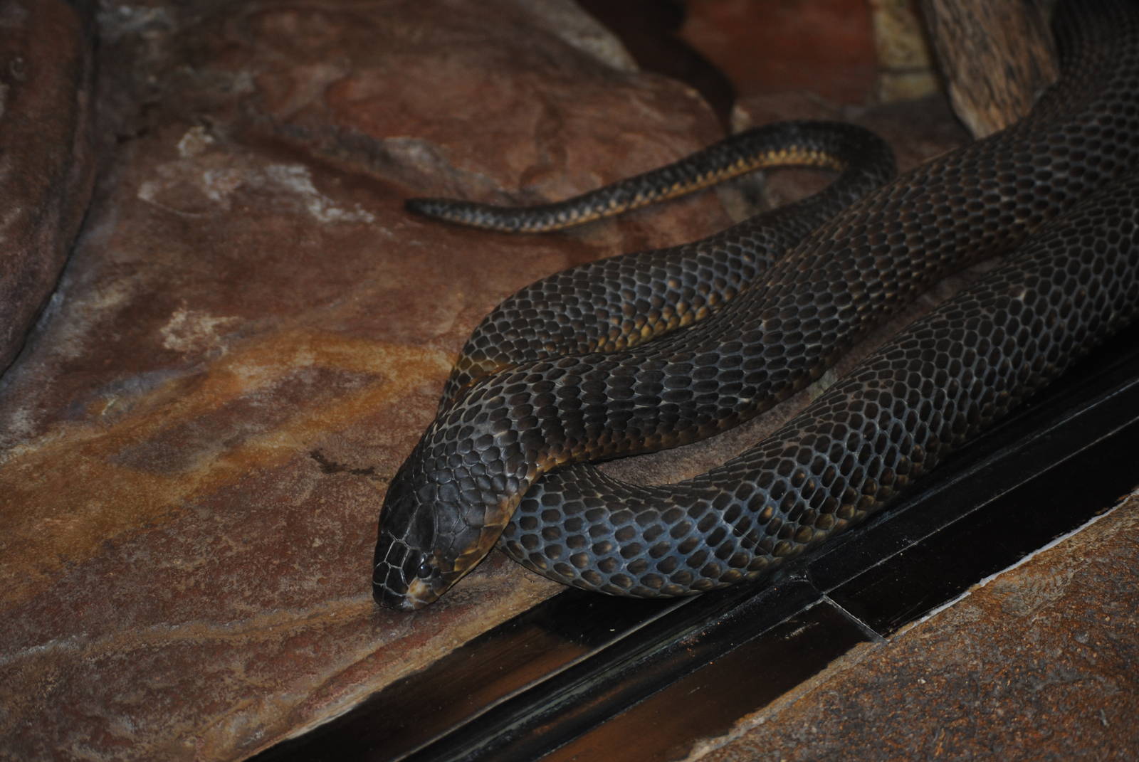 Egyptian Cobra