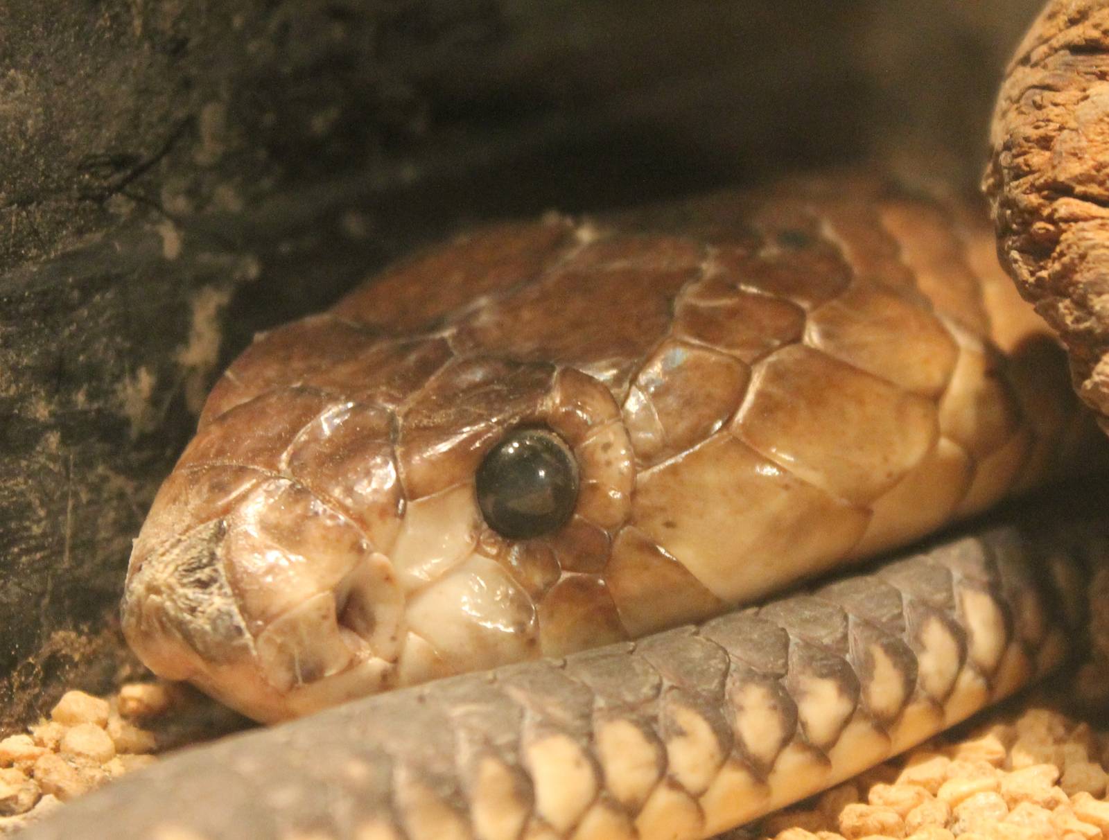 Egyptian cobra