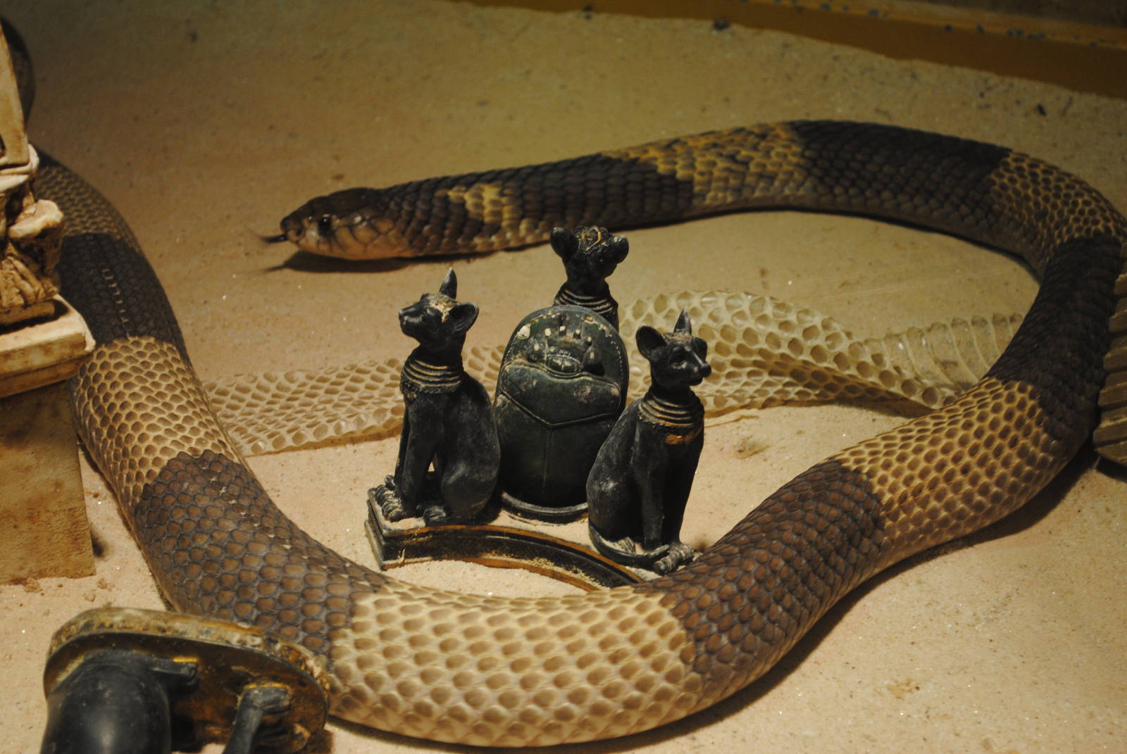 Egyptian cobra