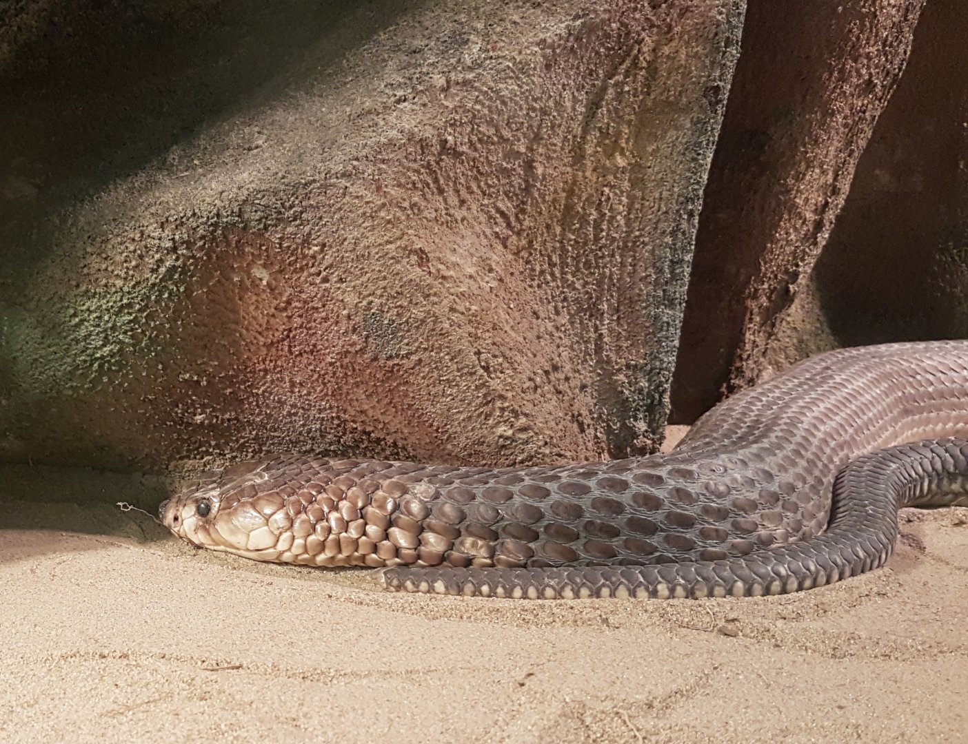 Egyptian cobra