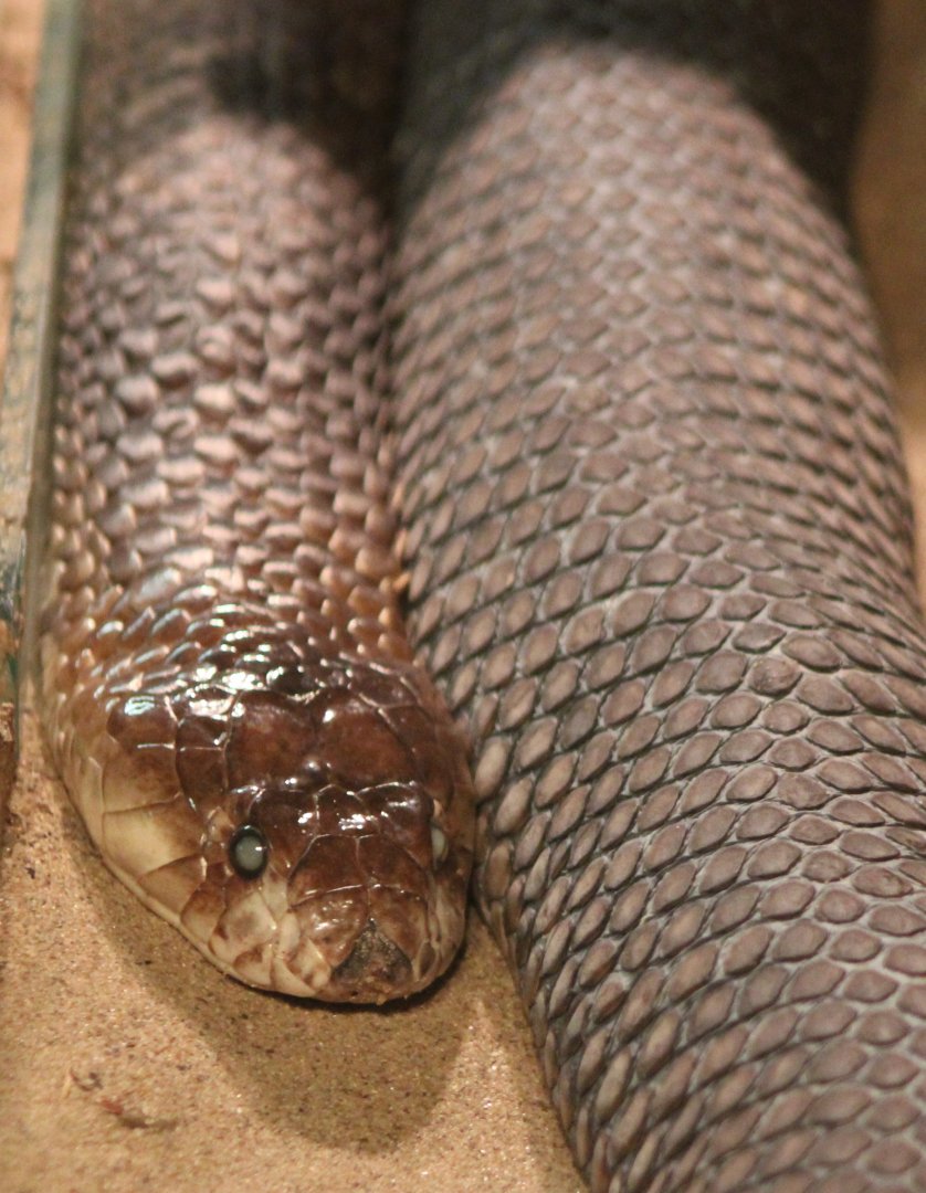Egyptian cobra