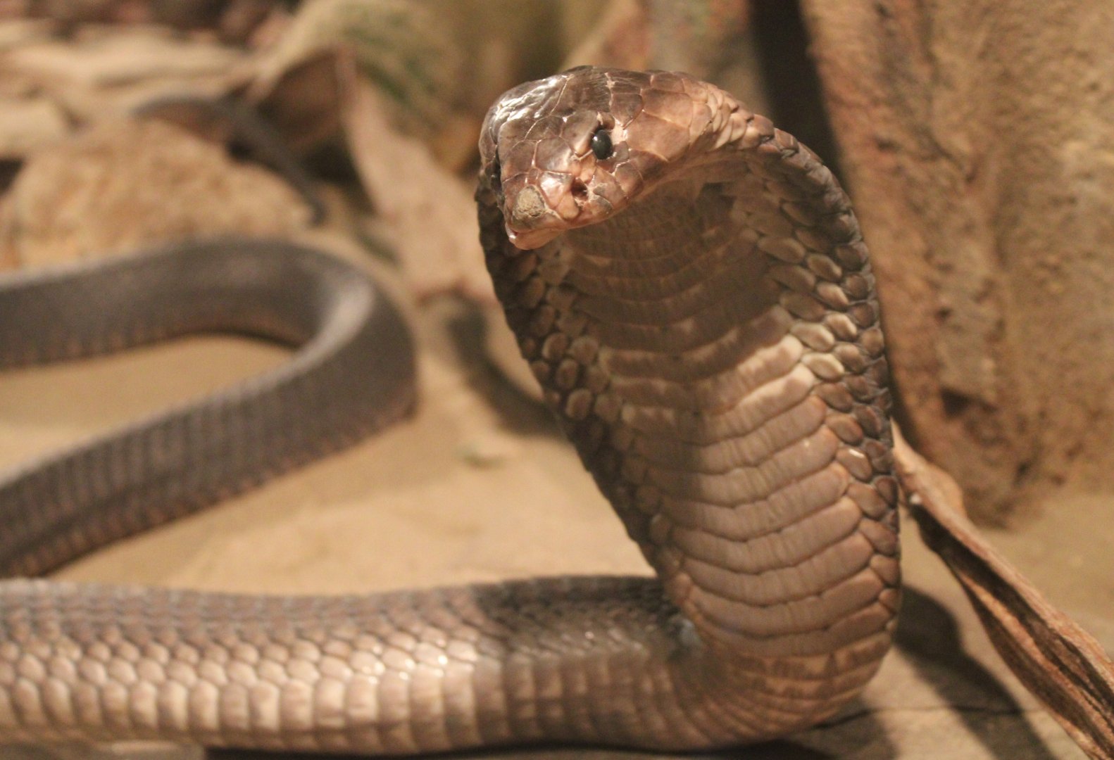 Egyptian cobra