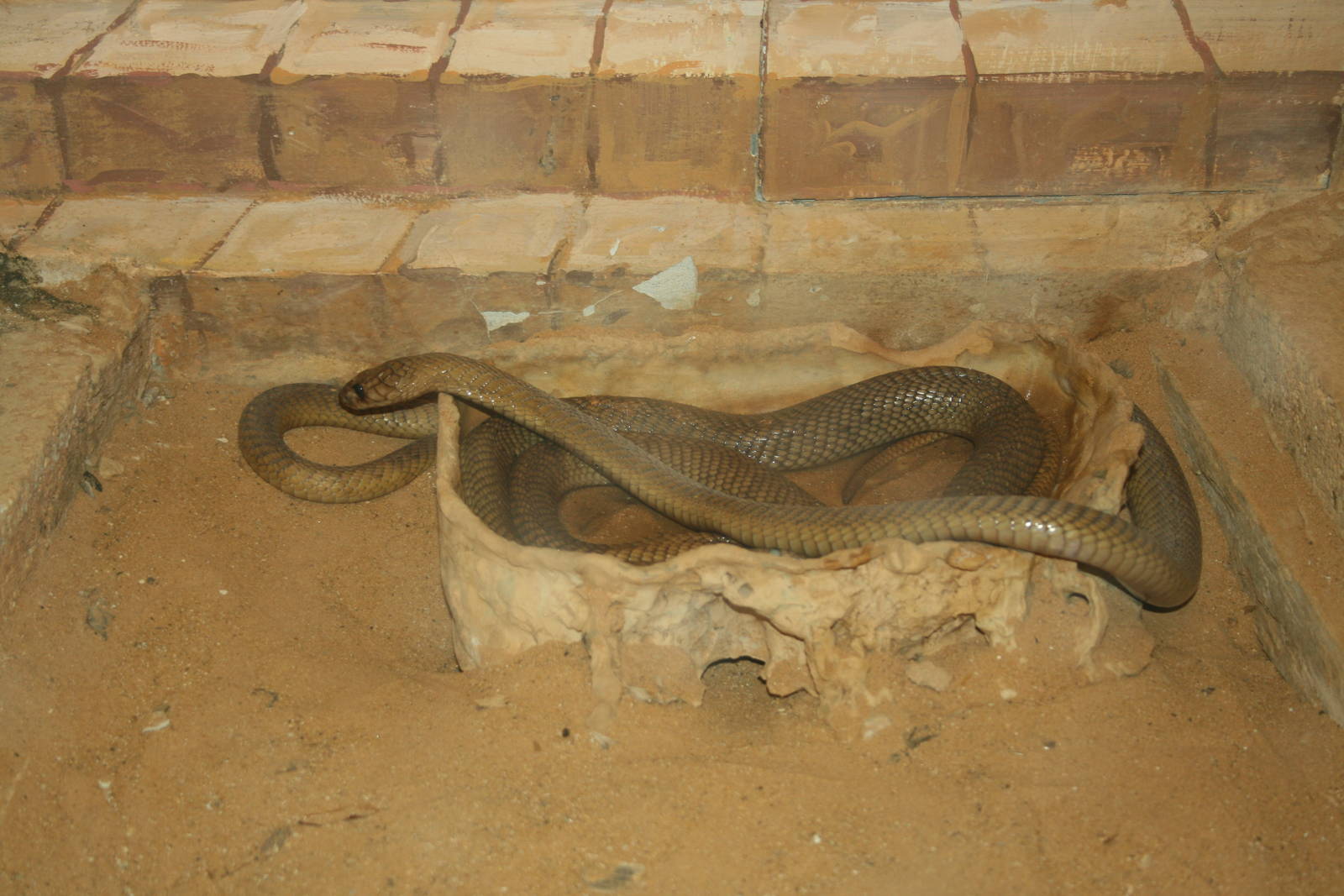 egyptian cobra