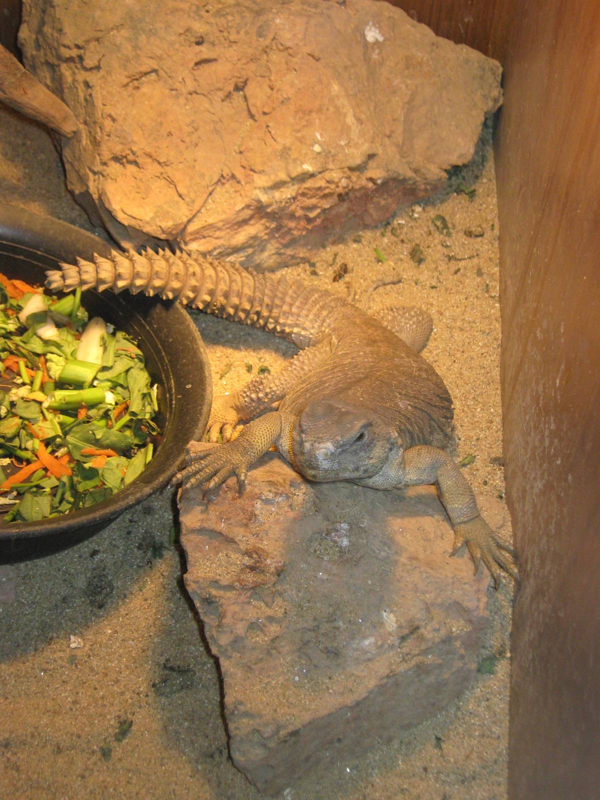 Egyptian Dab (Uromastyx aegyptia)
