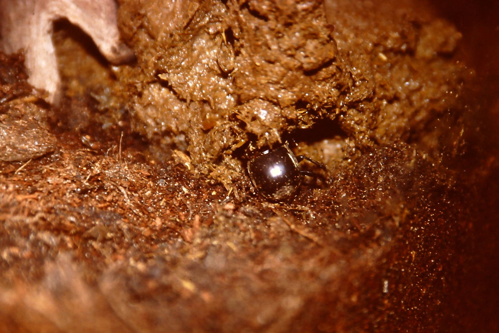 Egyptian dung beetle, Bug World, Liverpool 2010