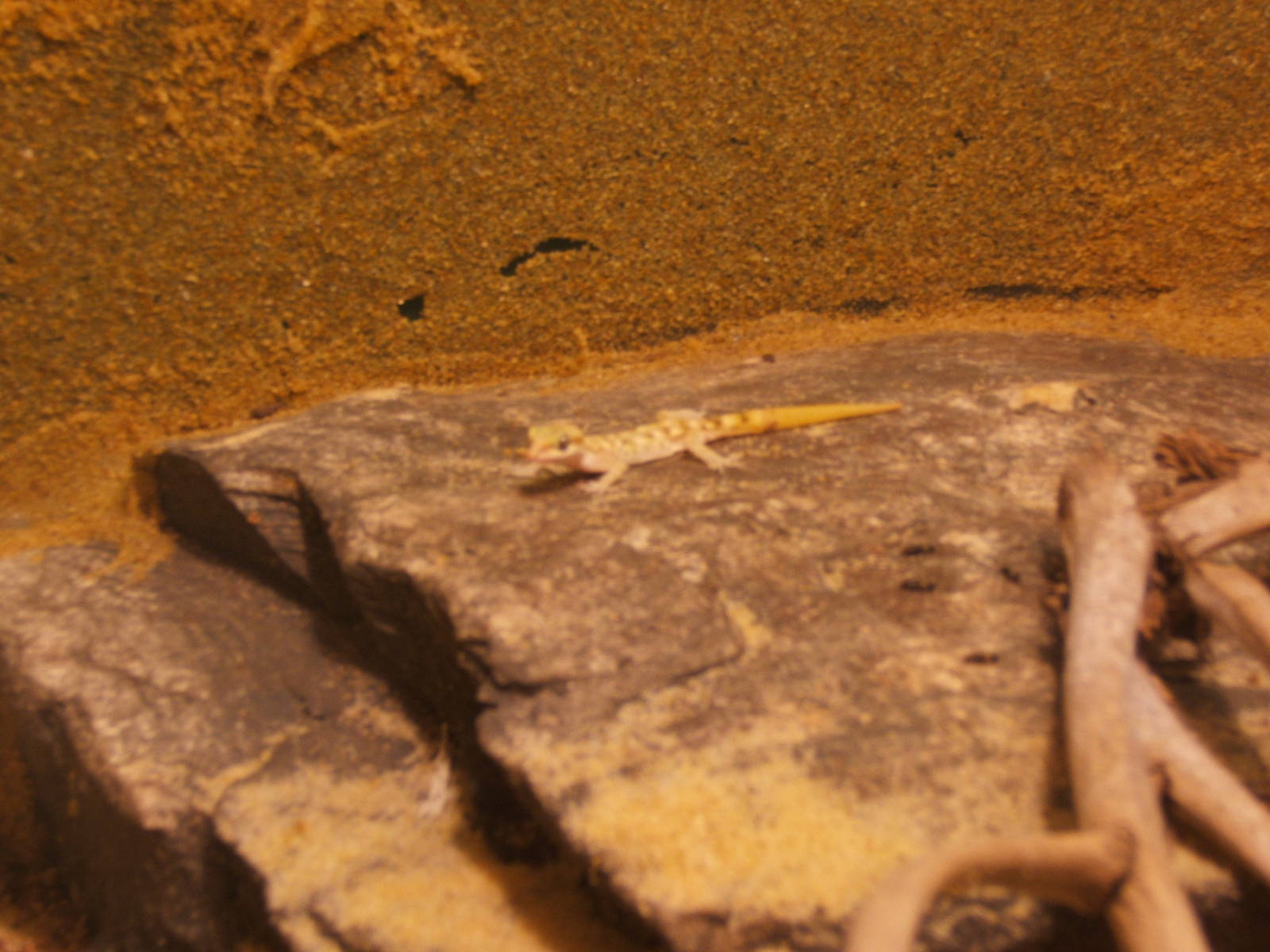 Egyptian Dwarf Sand Gecko