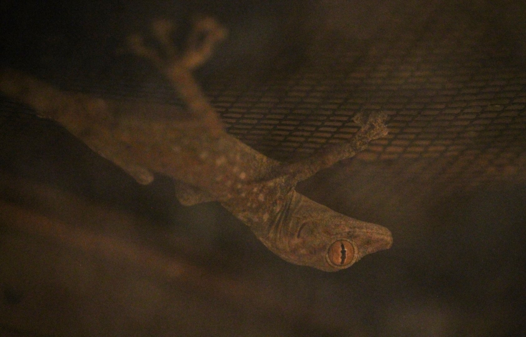 Egyptian Fan-footed Gecko (Ptyodactylus guttatus)