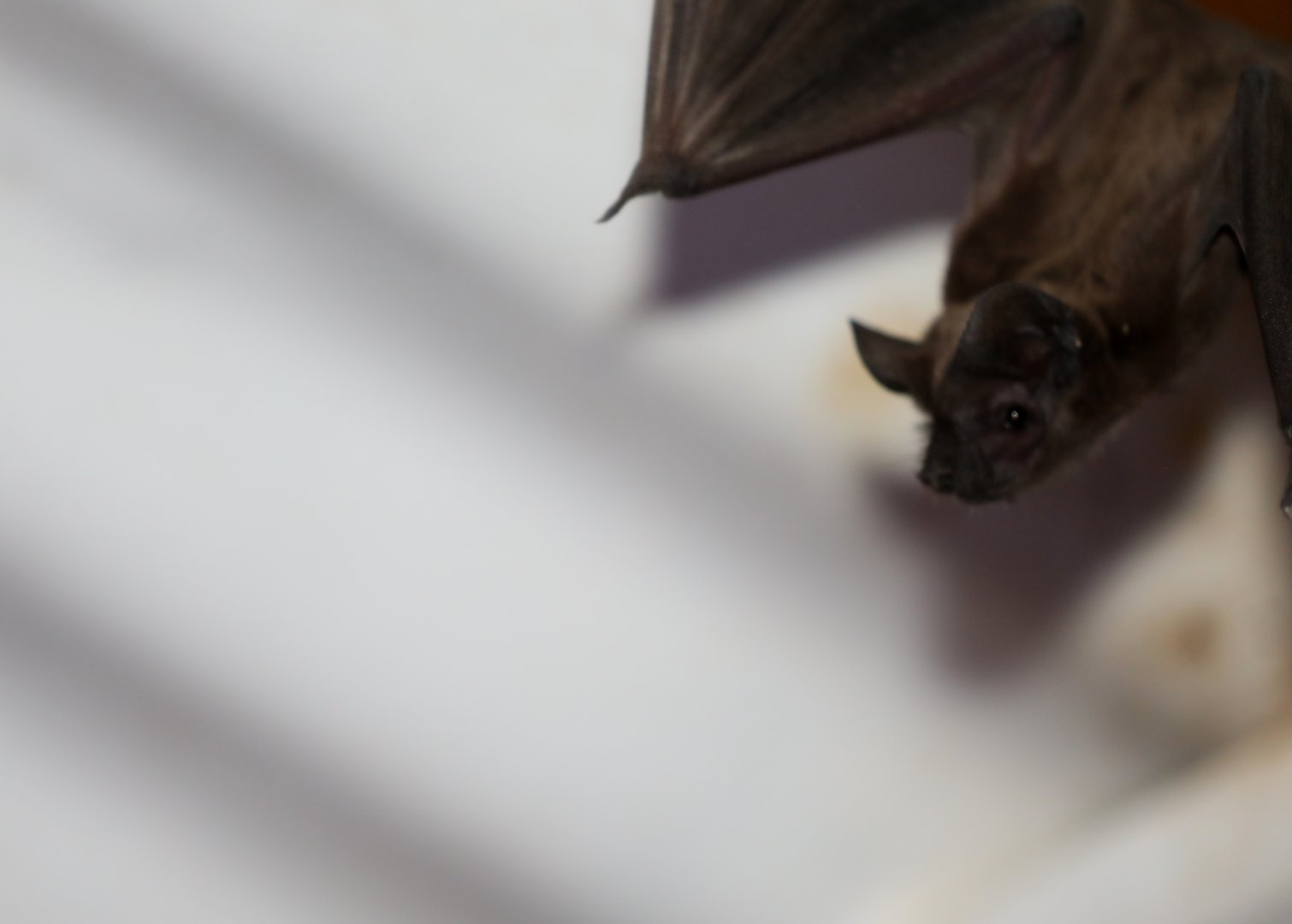 Egyptian Free-tailed Bat (Tadarida aegyptiaca)